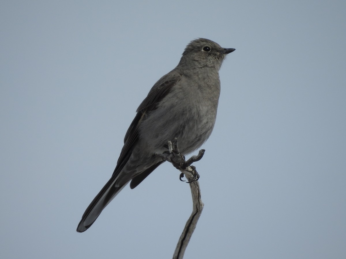 Townsend's Solitaire - ML92892121