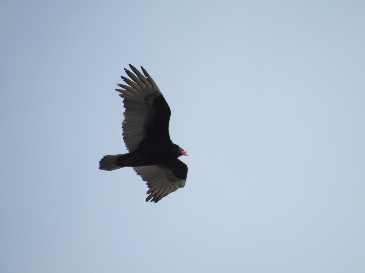 Turkey Vulture - ML92892351