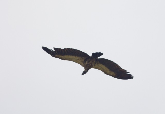 White-backed Vulture - ML92893831