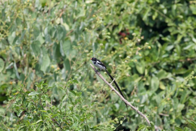 Pin-tailed Whydah - ML92895621