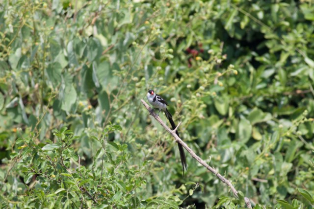 Pin-tailed Whydah - ML92895671