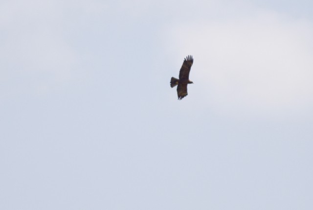 Lesser Spotted Eagle - ML92895891