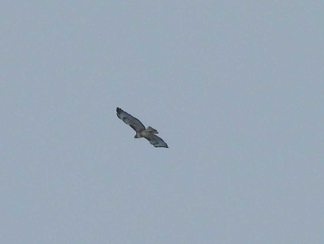 Red-tailed Hawk - ML92896061