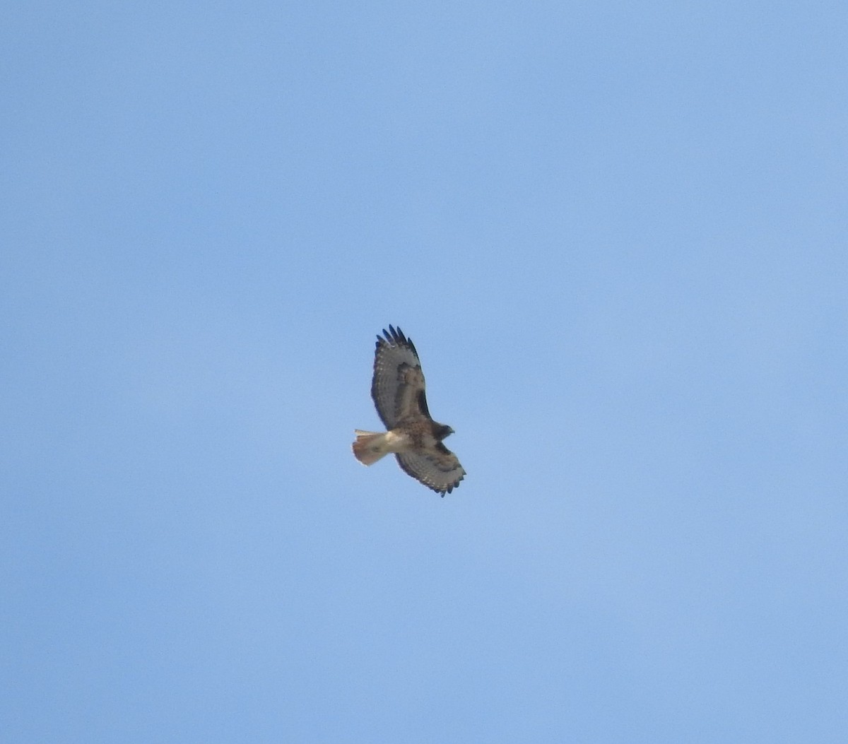 Red-tailed Hawk - ML92896071