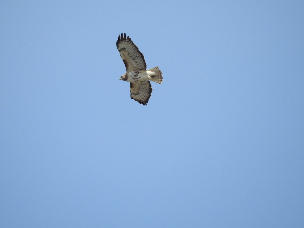Red-tailed Hawk - ML92896161