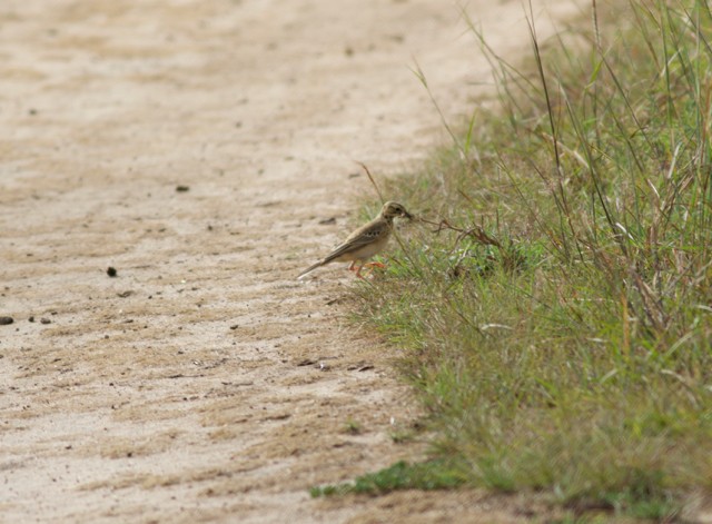 African Pipit - Gary Brunvoll