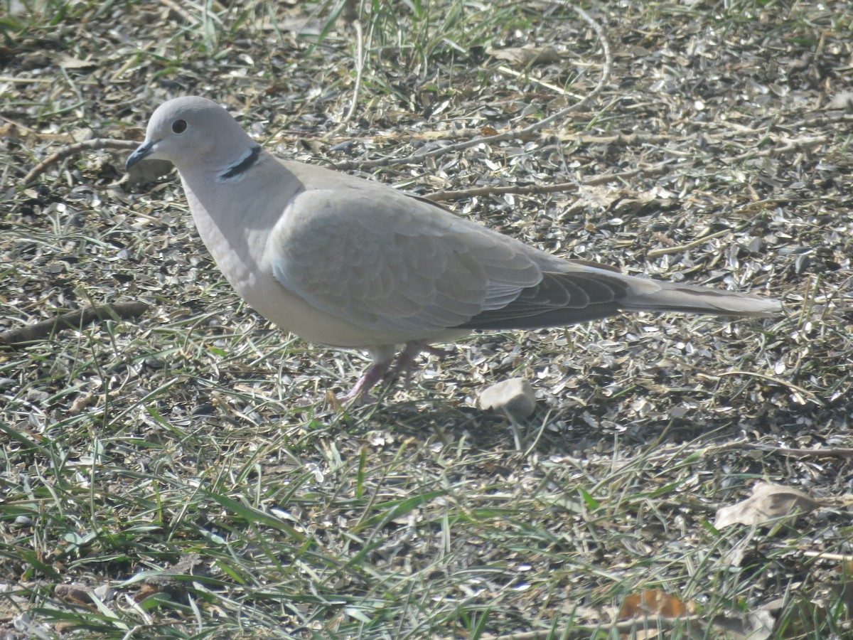 Eurasian Collared-Dove - ML92897781