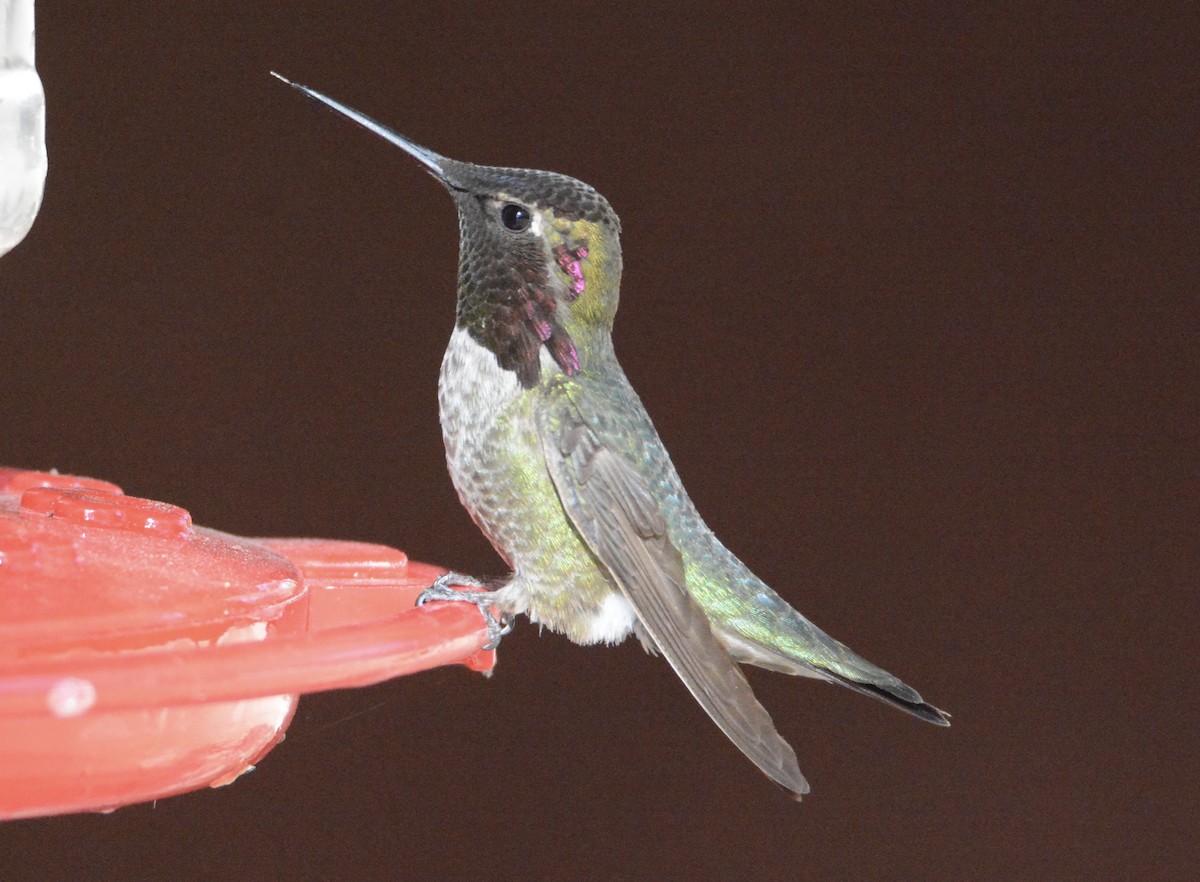 Anna's Hummingbird - Taylor Abbott