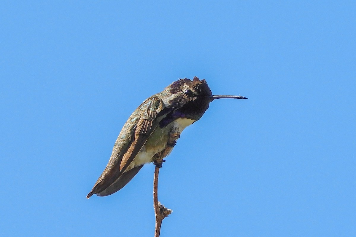 Costa's Hummingbird - Susan Voelker