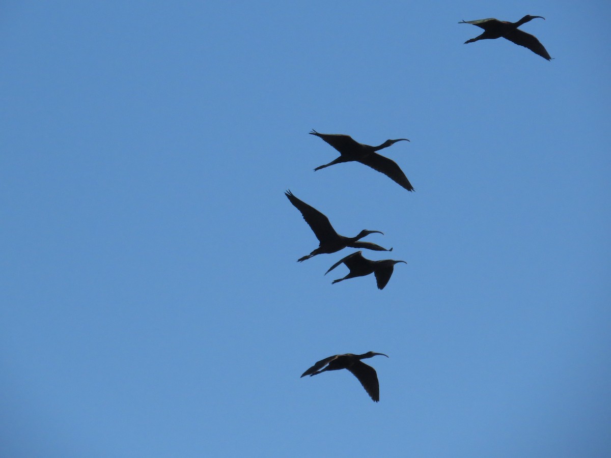 ibis hnědý - ML92907321