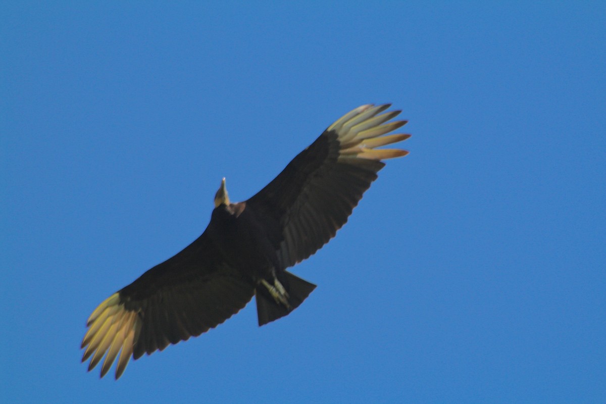 Black Vulture - ML92911361