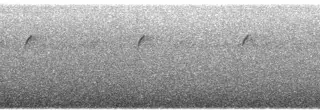 Colibri à queue blanche - ML92915