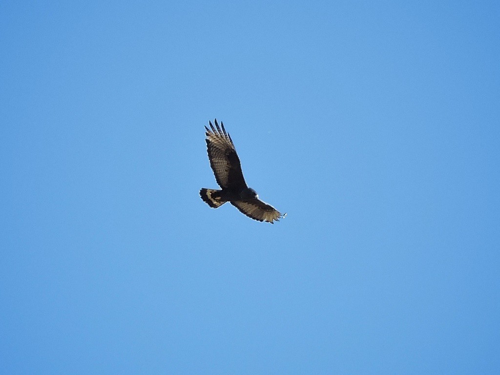 Zone-tailed Hawk - ML92915301