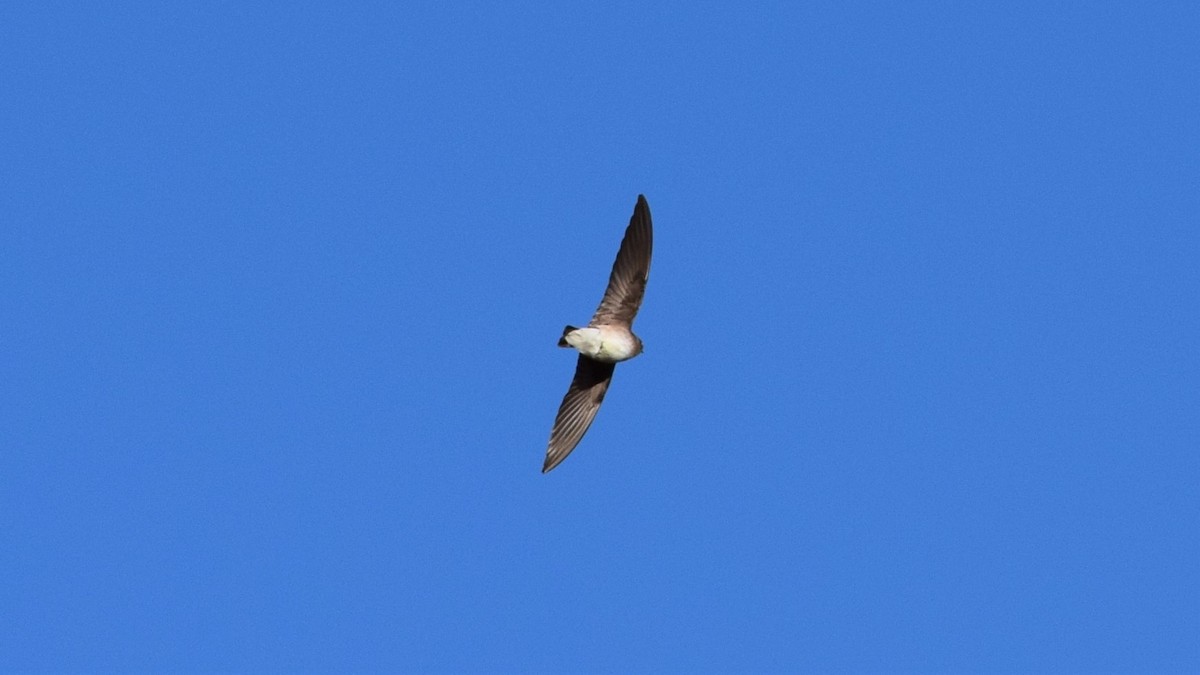 Northern Rough-winged Swallow - Dan Carpenter