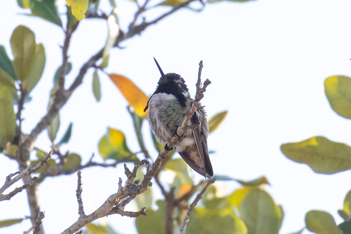Costa's Hummingbird - ML92929461