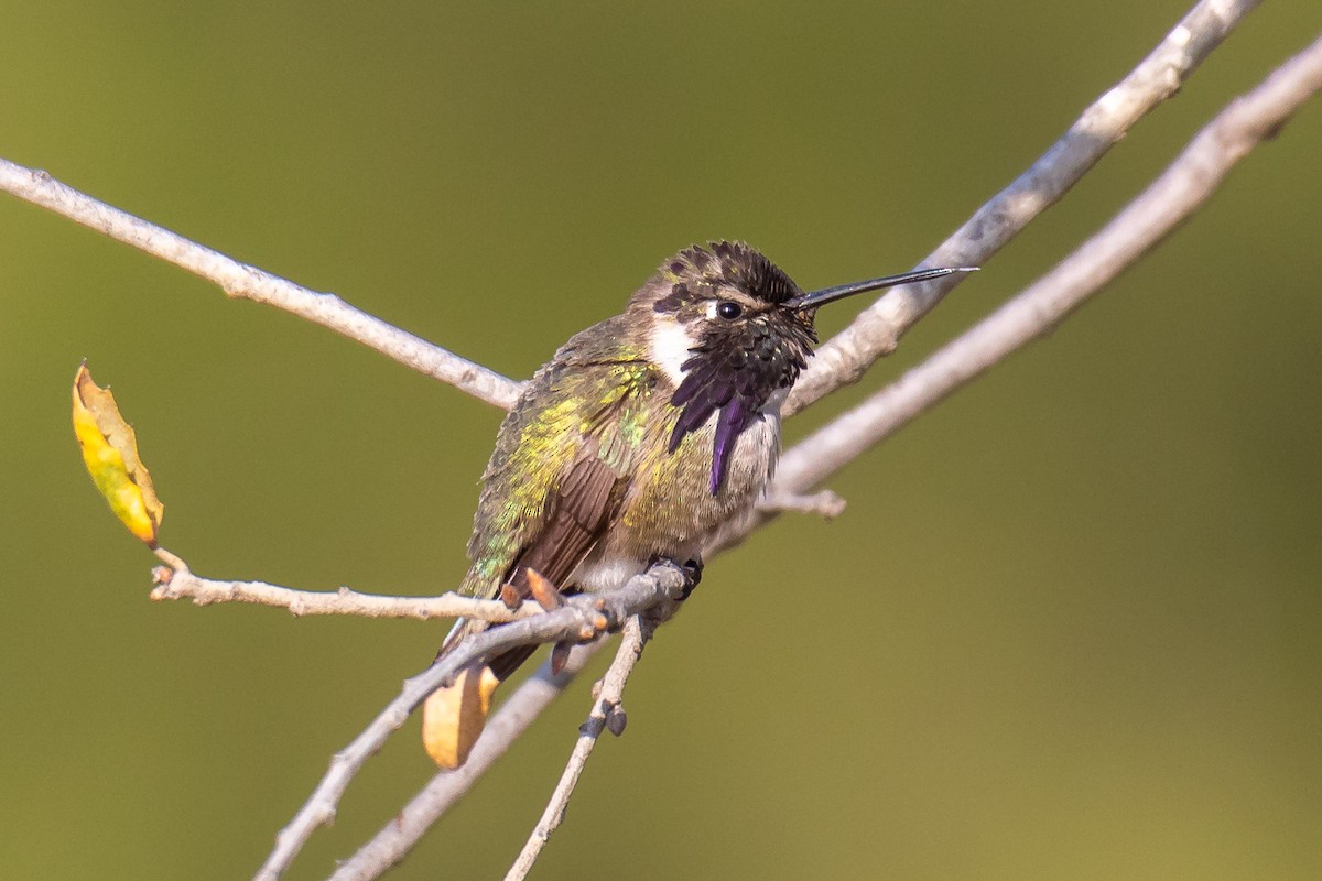 Costa's Hummingbird - ML92929471