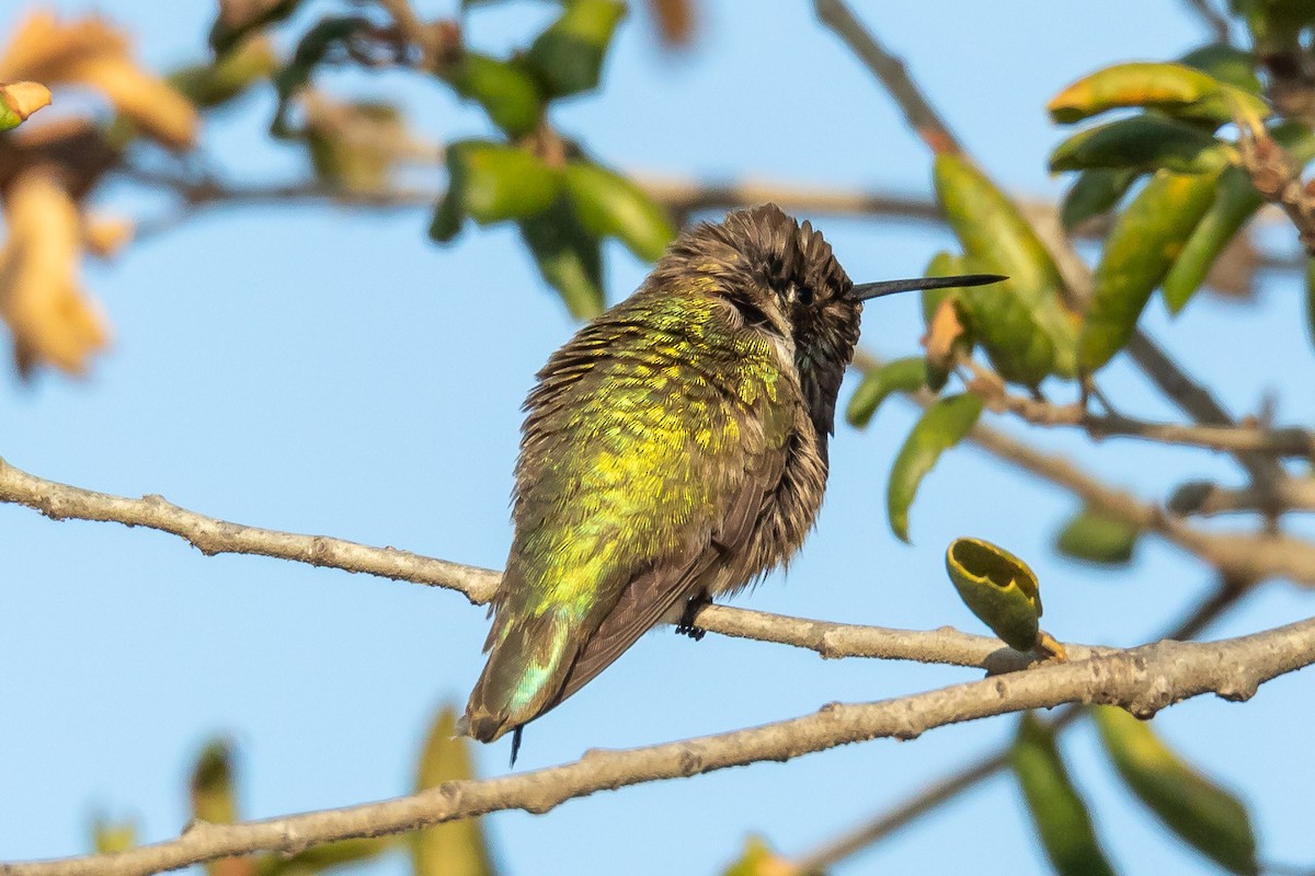 Costa's Hummingbird - ML92929481