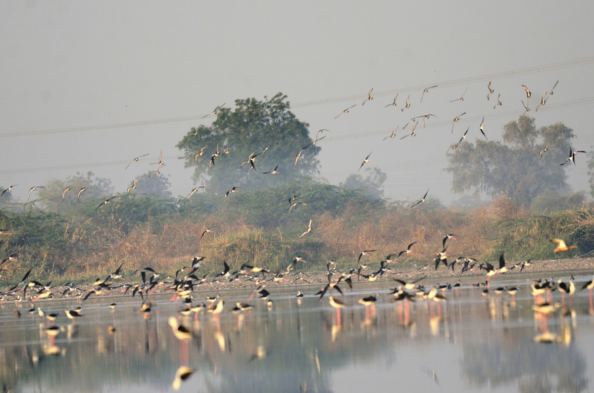 Black-tailed Godwit - Abhiram Sankar