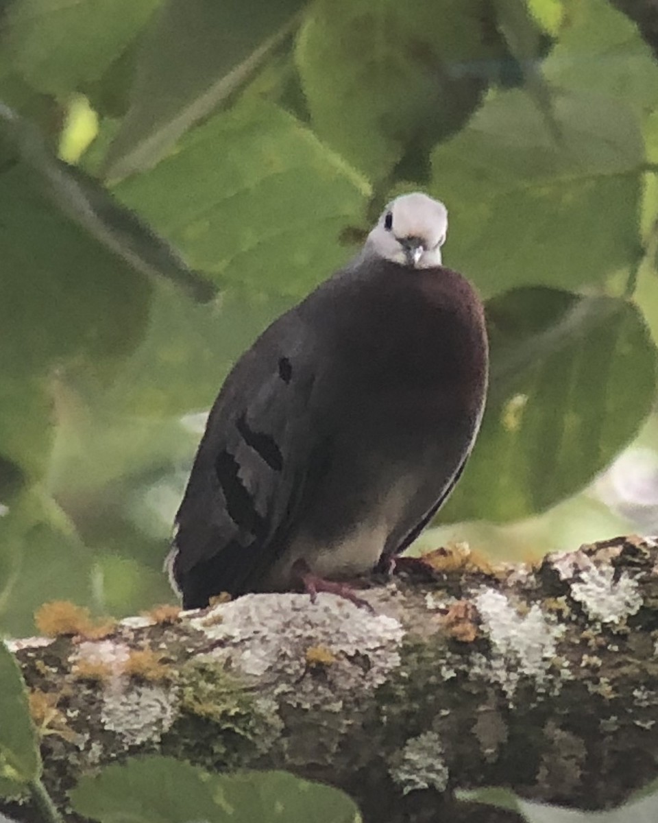 Maroon-chested Ground Dove - ML92935681