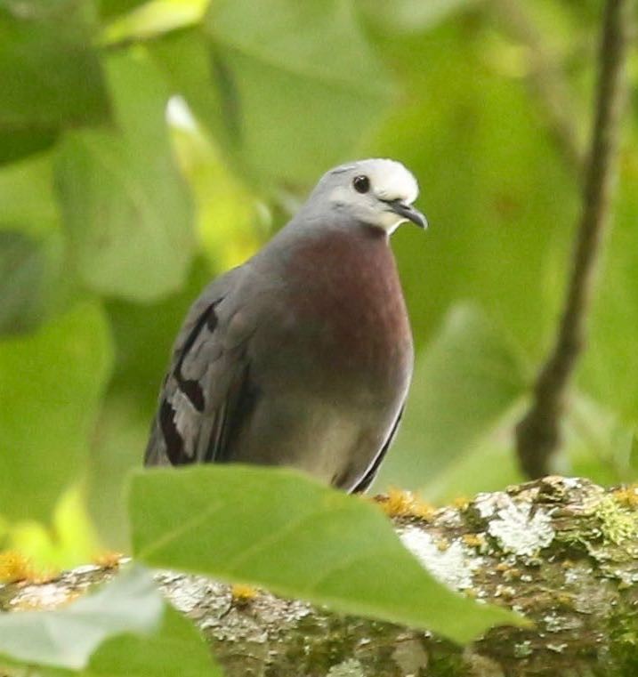 Maroon-chested Ground Dove - ML92935691