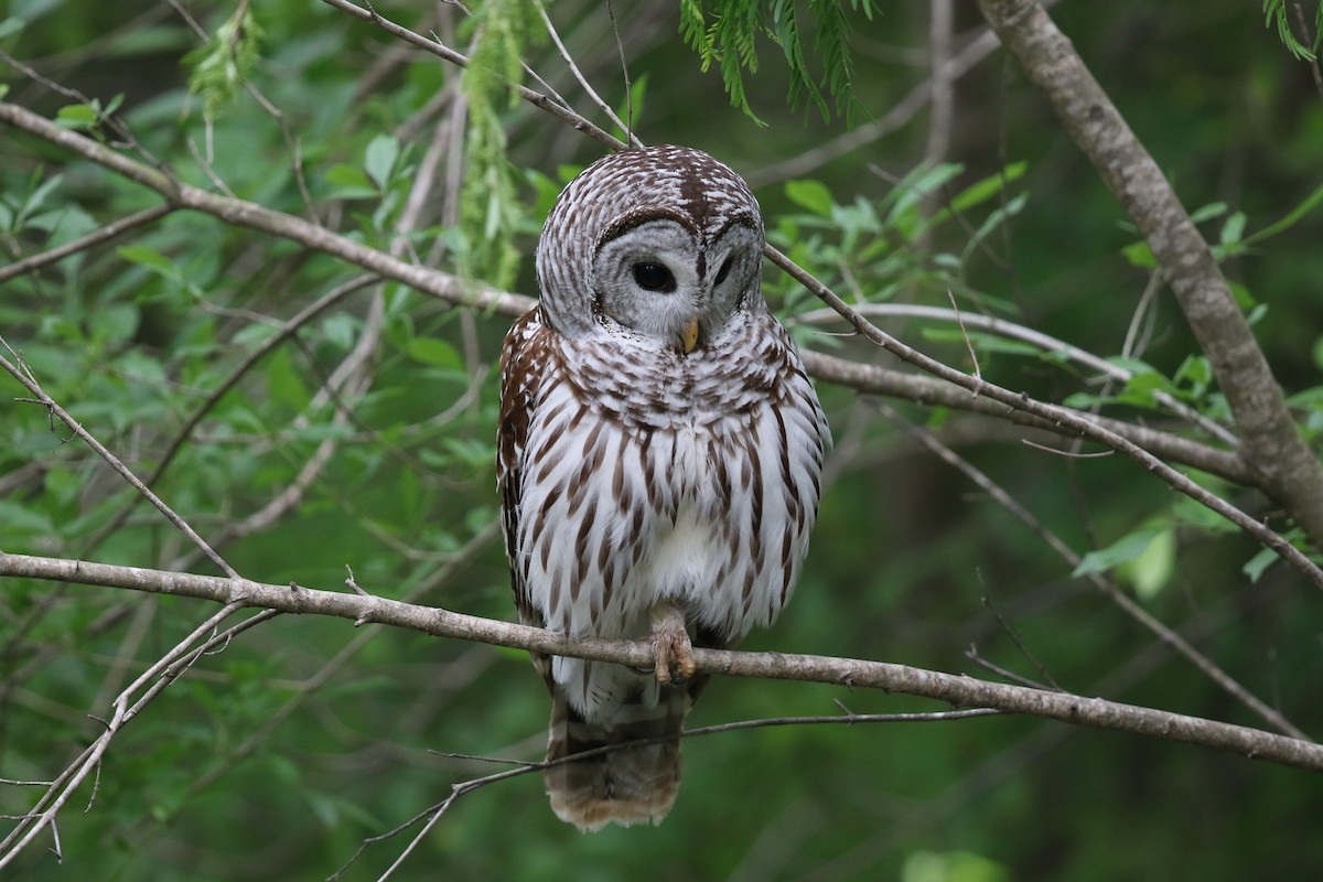 Barred Owl - Bob Friedrichs