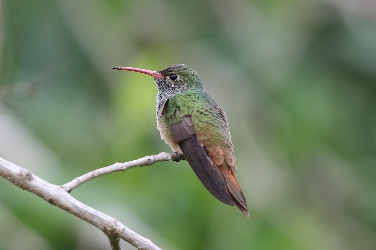 Buff-bellied Hummingbird - ML92936041