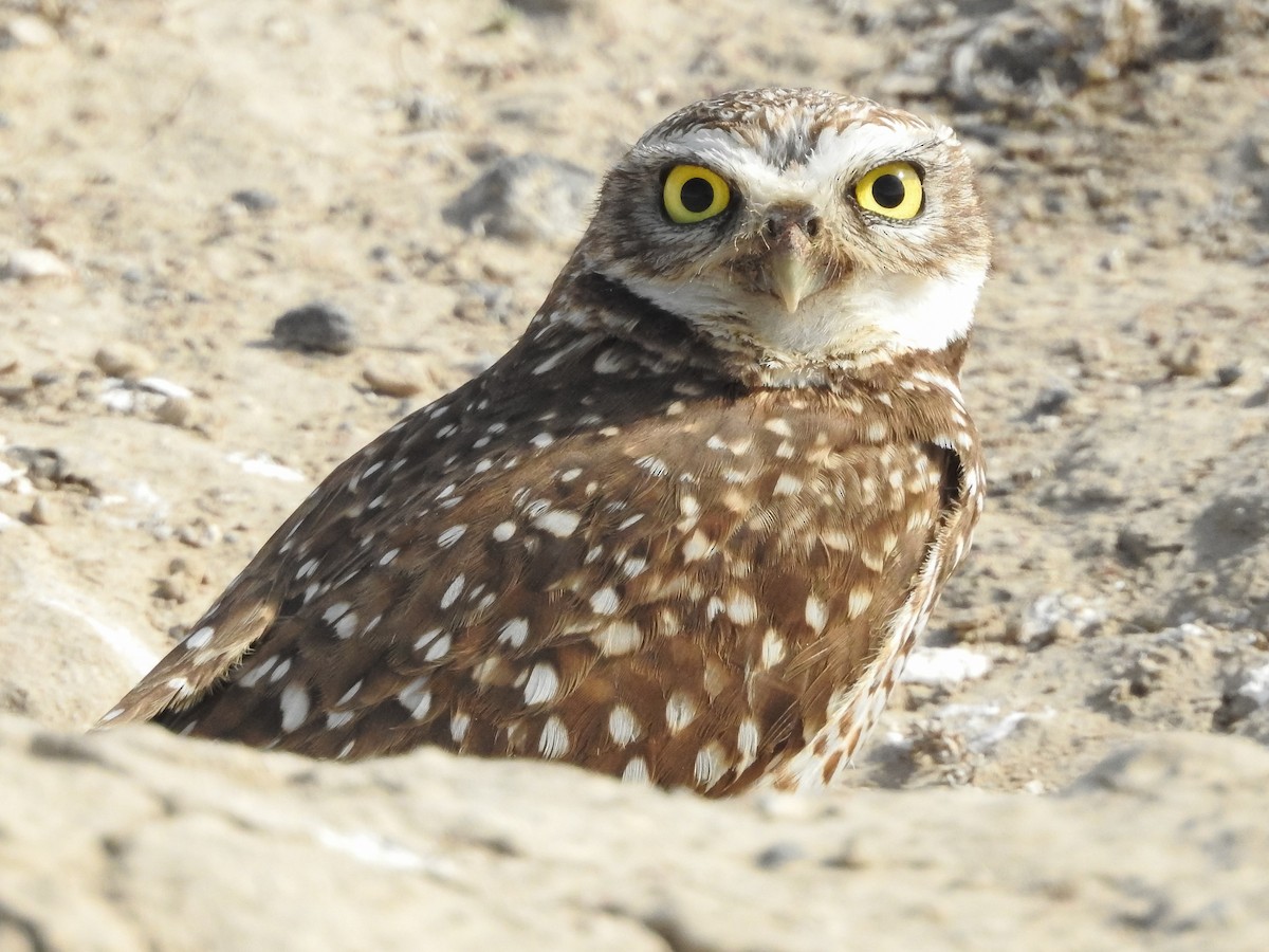 Burrowing Owl - ML92936741