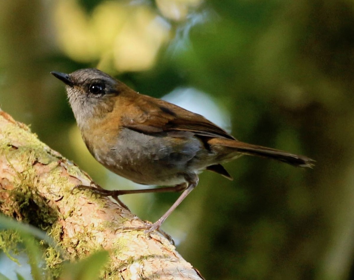 Black-billed Nightingale-Thrush - Jeri Langham