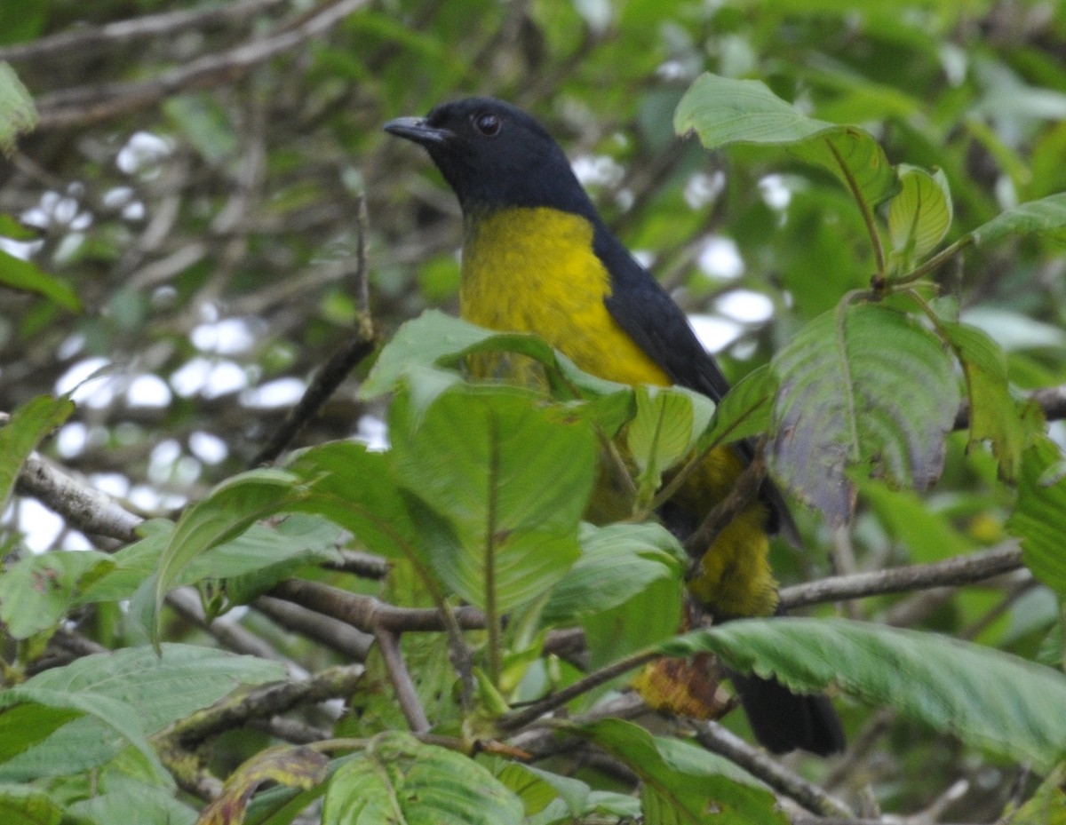 Black-and-yellow Silky-flycatcher - Walter Lamb