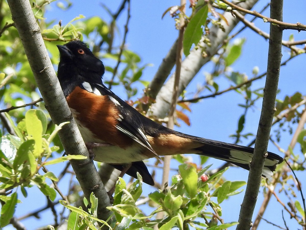 Spotted Towhee (oregonus Group) - Kevin Manley