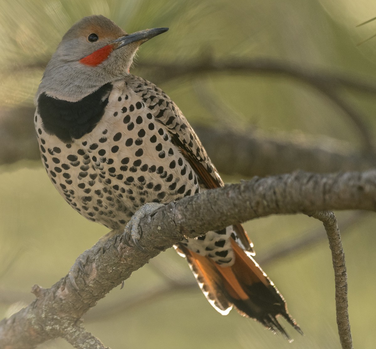 Northern Flicker (Red-shafted) - ML92944231