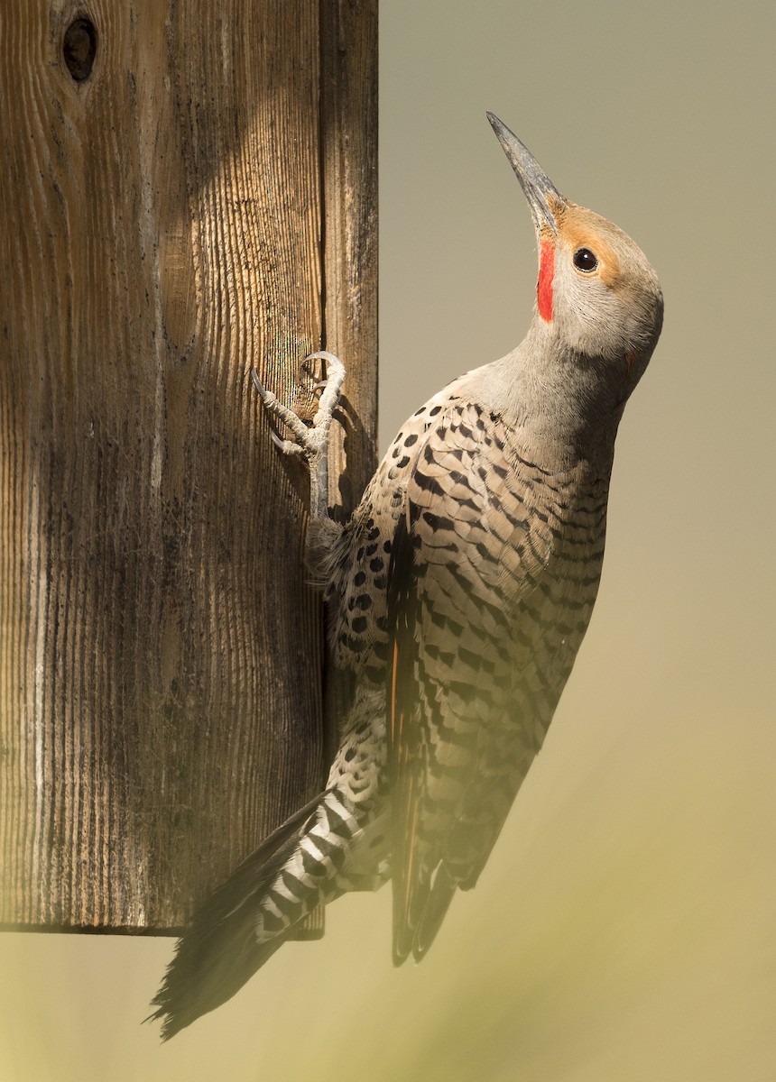 Northern Flicker (Yellow-shafted x Red-shafted) - ML92944581