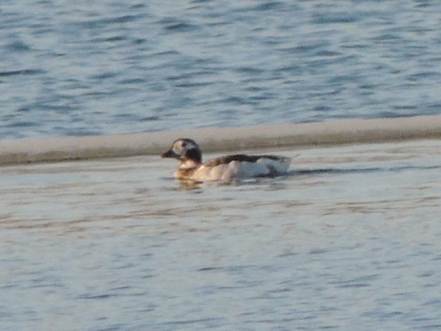 Long-tailed Duck - ML92947281