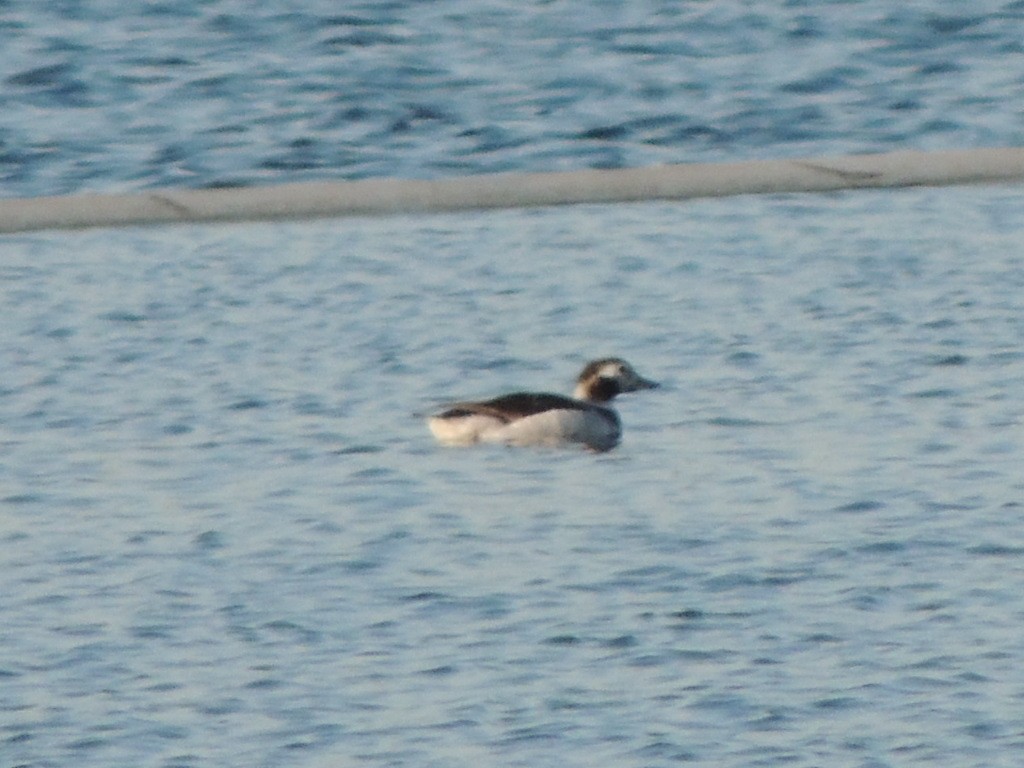 Long-tailed Duck - ML92947331