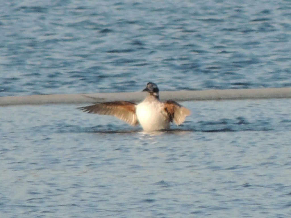 Long-tailed Duck - ML92947361