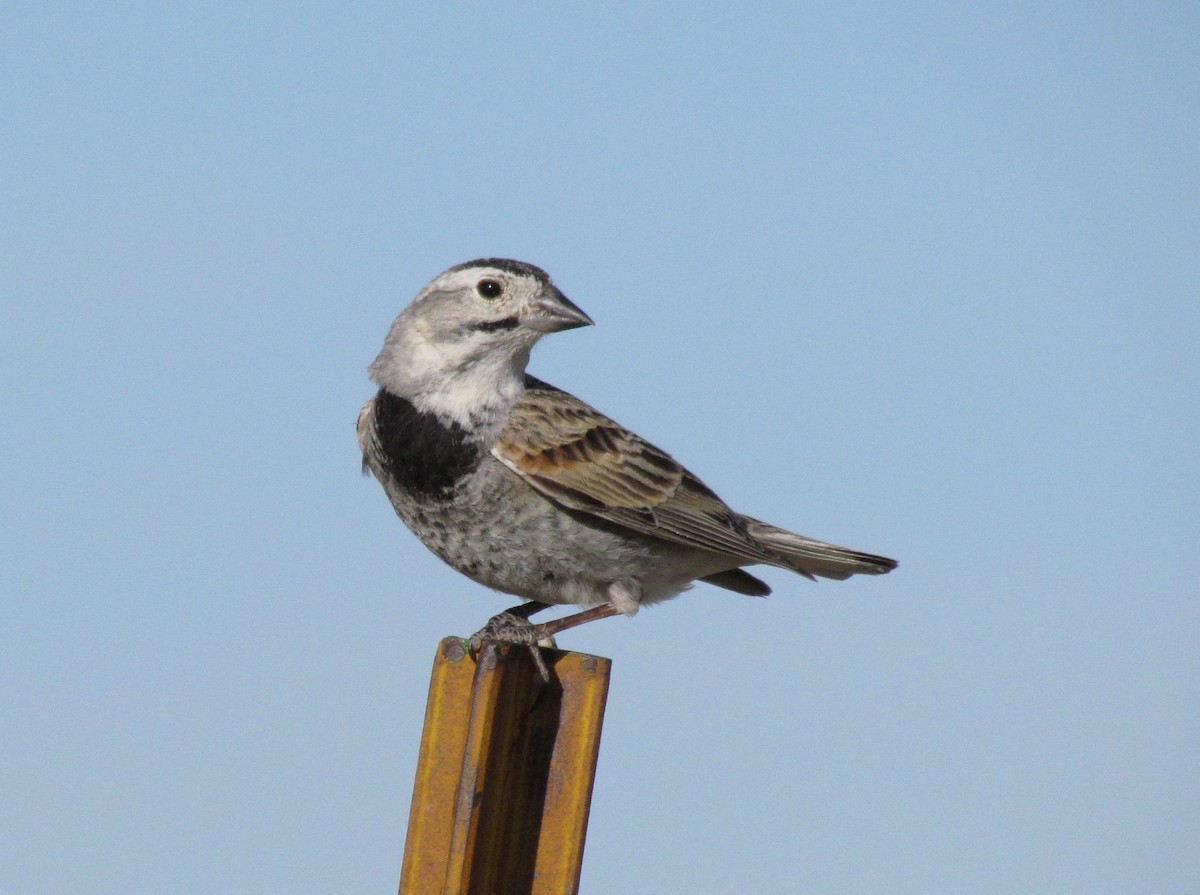 Thick-billed Longspur - ML92948291