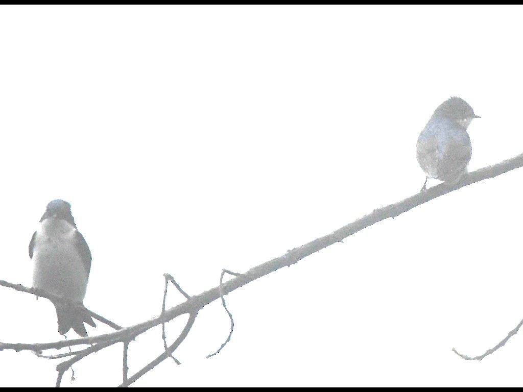 Blue-and-white Swallow - Steve Davis