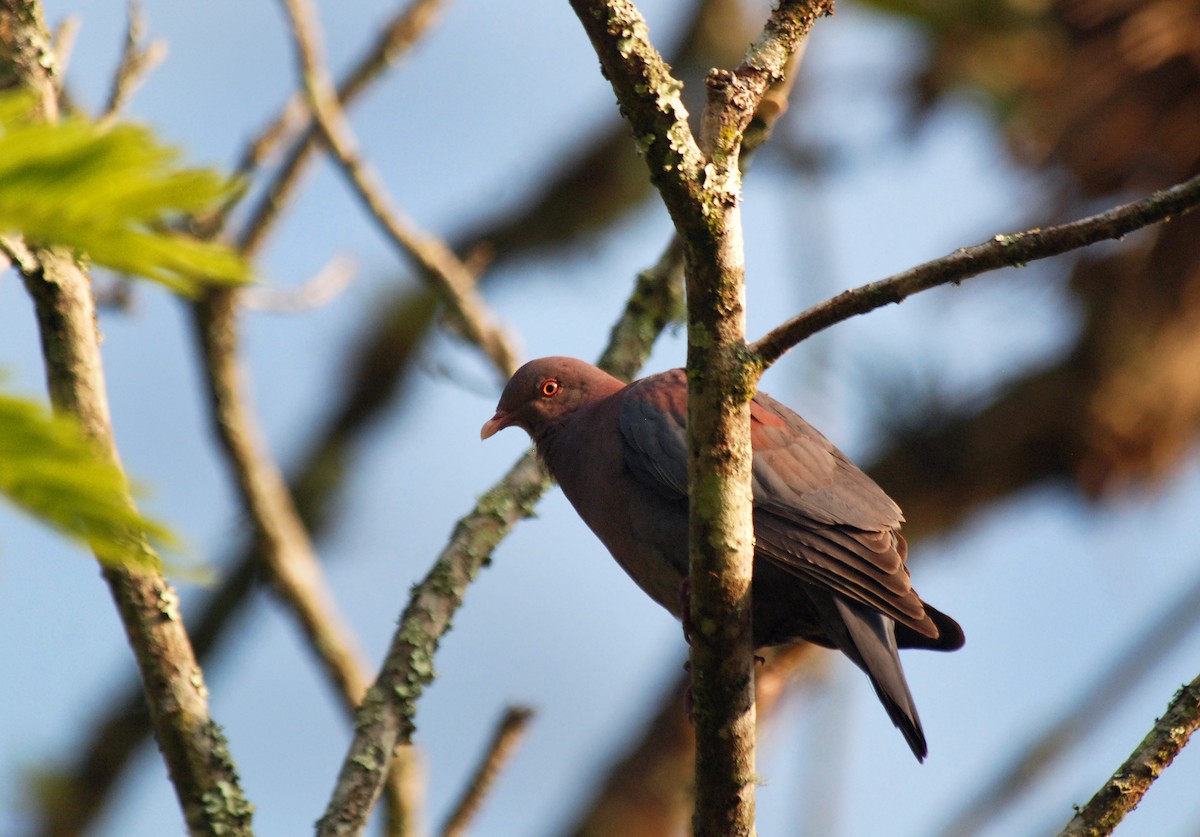Red-billed Pigeon - Ryan O'Donnell