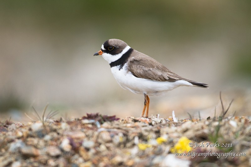 Semipalmated Plover - Josh Parks