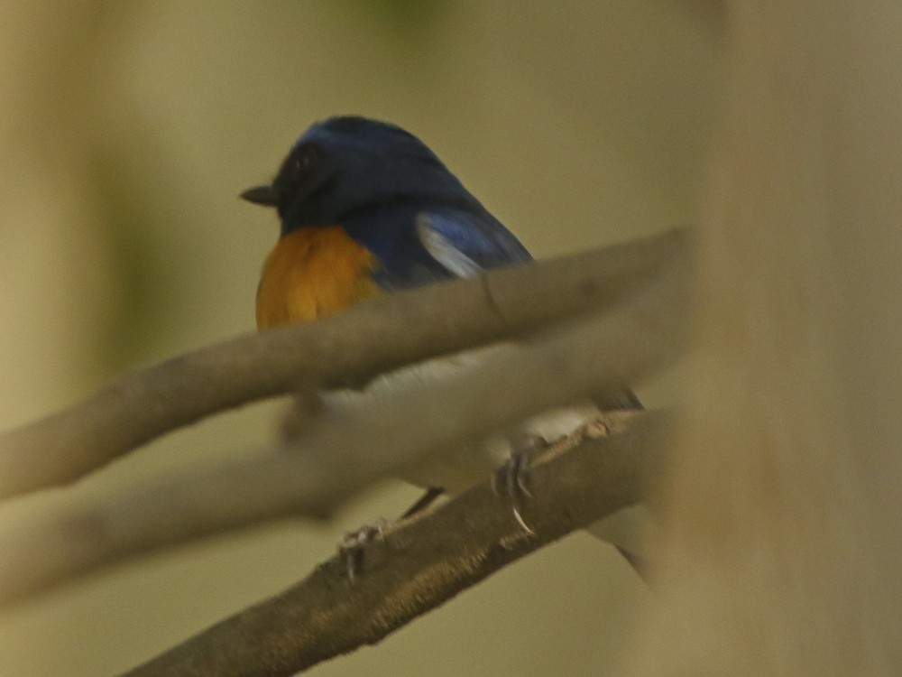 Blue-throated Flycatcher - Subhadra Devi