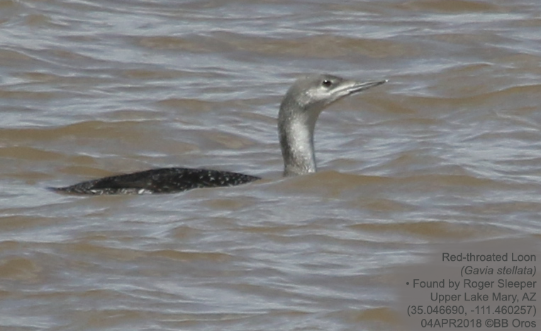 Red-throated Loon - BB Oros
