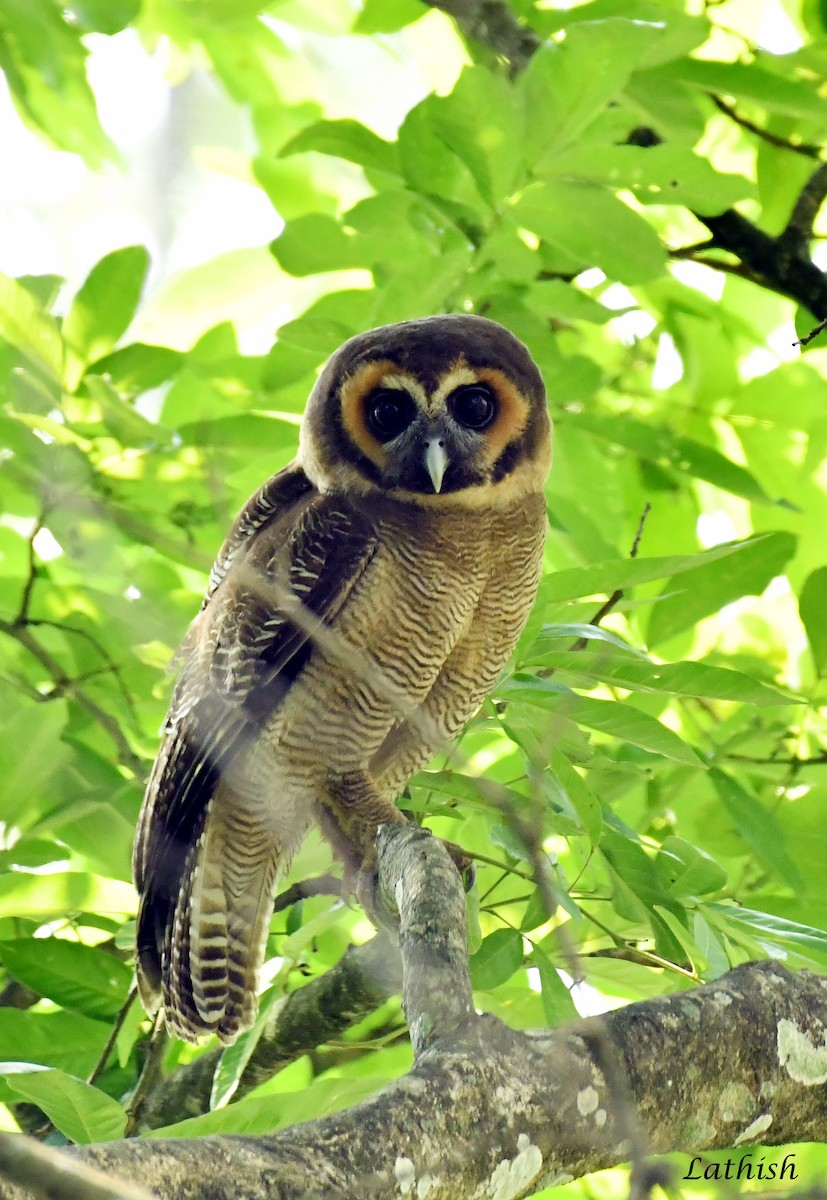 Brown Wood-Owl - Lathish  R Nath