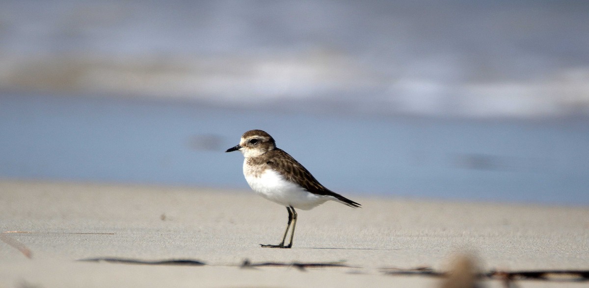 Double-banded Plover - ML92958211