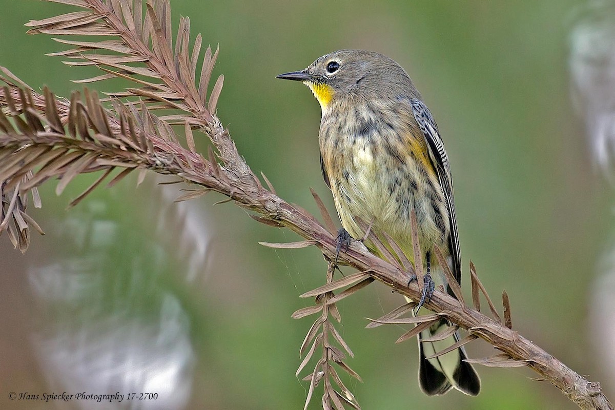 Yellow-rumped Warbler (Audubon's) - ML92958431