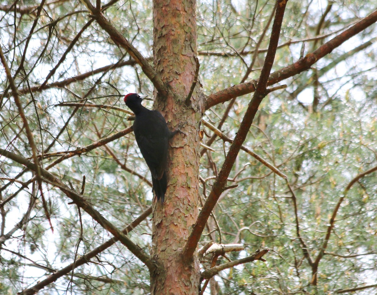 Black Woodpecker - ML92961691