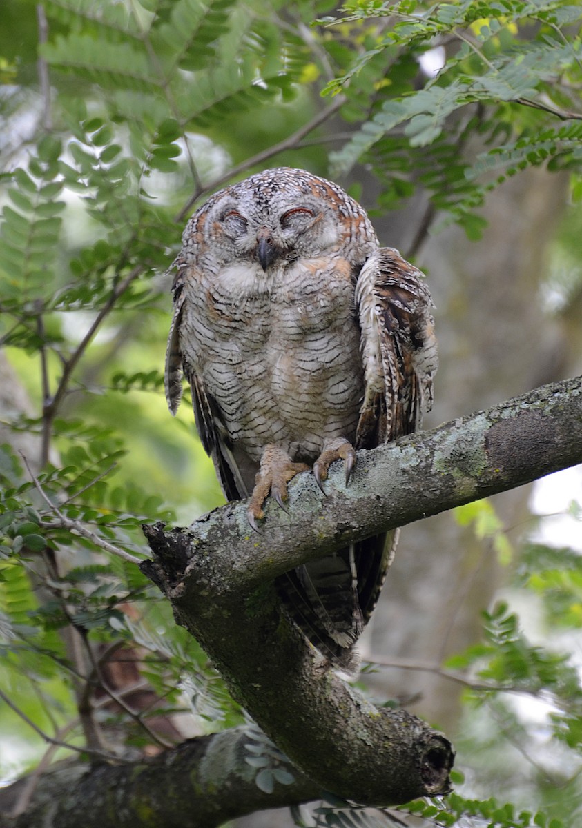Mottled Wood-Owl - Kannan AS