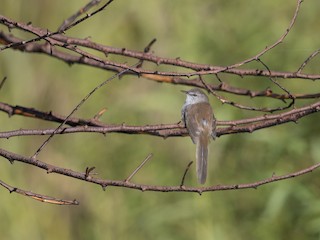  - Namaqua Warbler