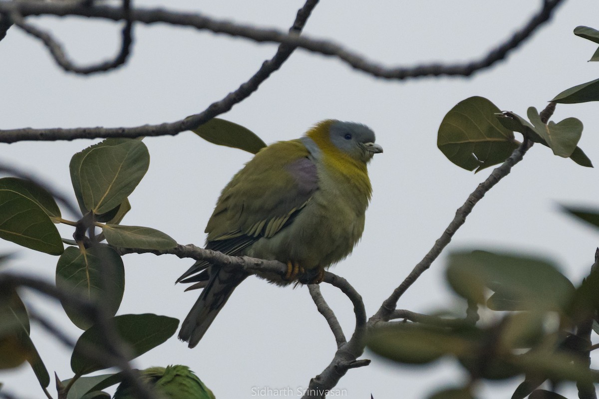 Yellow-footed Green-Pigeon - Sidharth Srinivasan