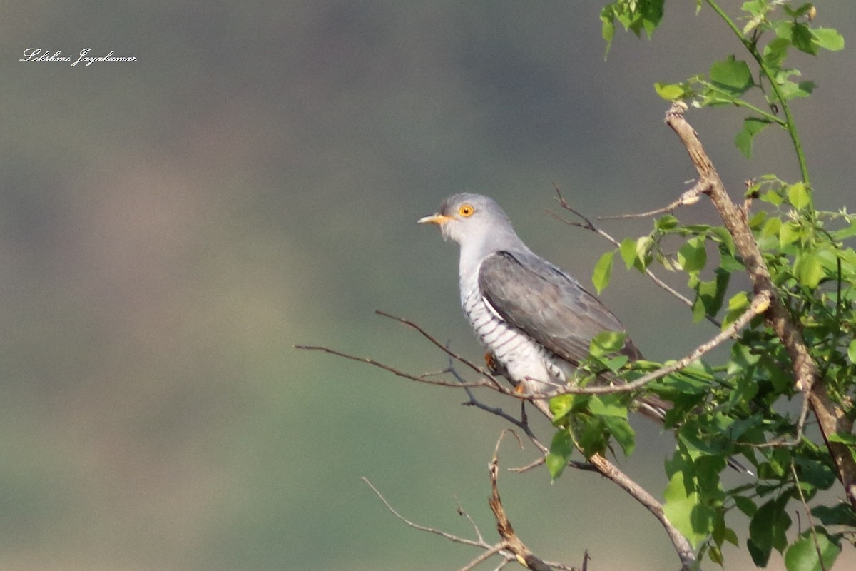 Common Cuckoo - Lekshmi  Jayakumar