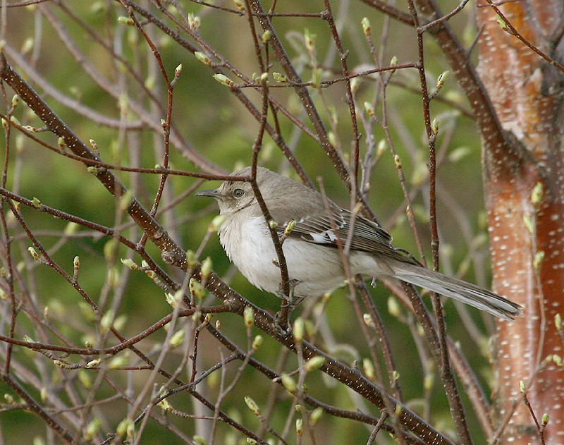 eBird Checklist 12 May 2007 Observatoire d'oiseaux de Tadoussac